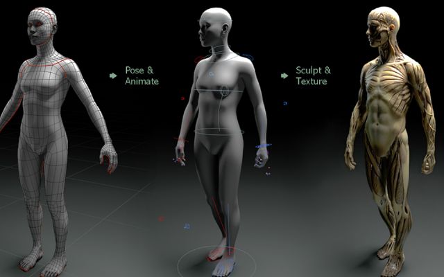 Blender Universal Human Body Rigͨw